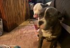 Loving Pitbull/Boxer Mix Pups Need a New Home