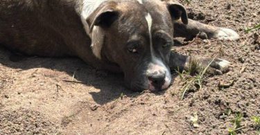 Loving Pitbull/Boxer Mix Pups Need a New Home