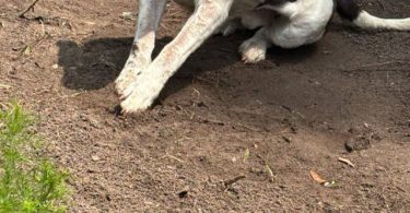 Loving Pitbull/Boxer Mix Pups Need a New Home