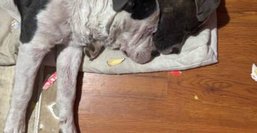 Loving Pitbull/Boxer Mix Pups Need a New Home