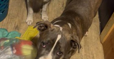 Loving Pitbull/Boxer Mix Pups Need a New Home