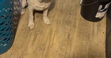 Loving Pitbull/Boxer Mix Pups Need a New Home