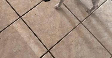 12 weeks old Decker Rat Terrier puppy