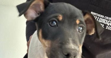 12 weeks old Decker Rat Terrier puppy