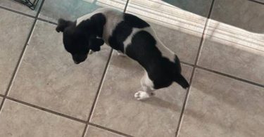 12 weeks old Decker Rat Terrier puppy