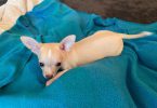Purebred Chihuahua