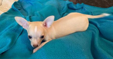 Purebred Chihuahua