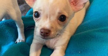 Purebred Chihuahua