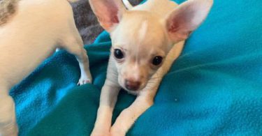 Purebred Chihuahua