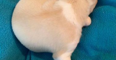 Purebred Chihuahua