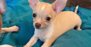 Purebred Chihuahua