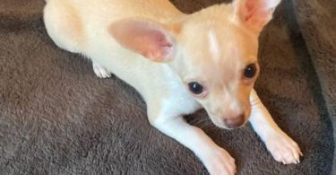Purebred Chihuahua