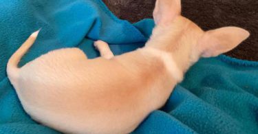 Purebred Chihuahua
