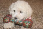 3 Schnoodle puppies need a home