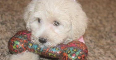 3 Schnoodle puppies need a home