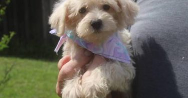 3 Schnoodle puppies need a home