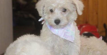 3 Schnoodle puppies need a home
