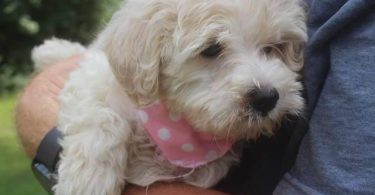 3 Schnoodle puppies need a home