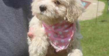 3 Schnoodle puppies need a home