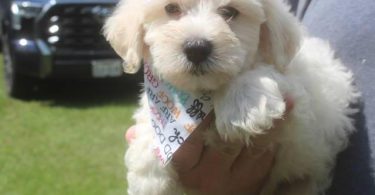 3 Schnoodle puppies need a home