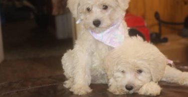 3 Schnoodle puppies need a home