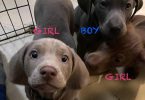 Labmaraner puppies -  4 girls and 5 boys