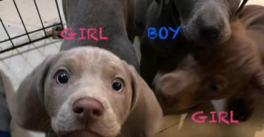 Labmaraner puppies -  4 girls and 5 boys