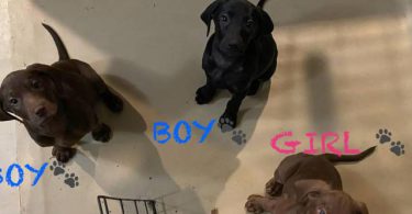 Labmaraner puppies -  4 girls and 5 boys