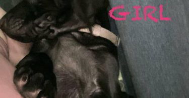Labmaraner puppies -  4 girls and 5 boys