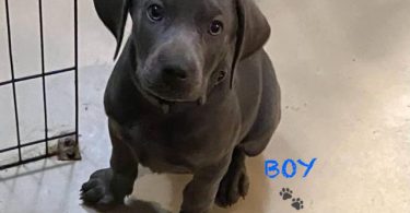 Labmaraner puppies -  4 girls and 5 boys