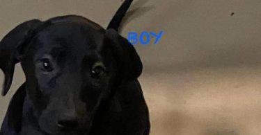 Labmaraner puppies -  4 girls and 5 boys