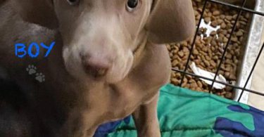 Labmaraner puppies -  4 girls and 5 boys
