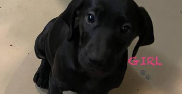 Labmaraner puppies -  4 girls and 5 boys