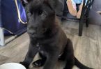 Shepsky puppies