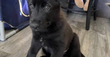 Shepsky puppies