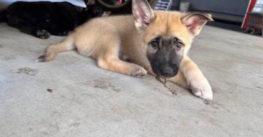 Shepsky puppies
