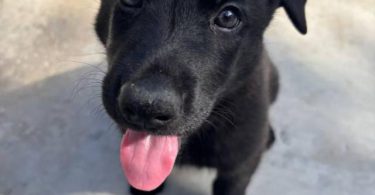 Shepsky puppies