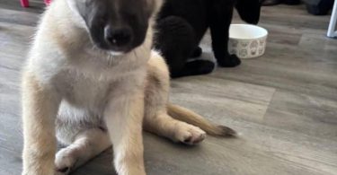 Shepsky puppies