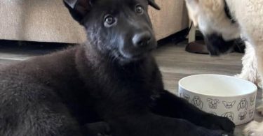 Shepsky puppies