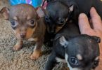 Male teacup Chihuahua applehead