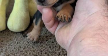 Male teacup Chihuahua applehead