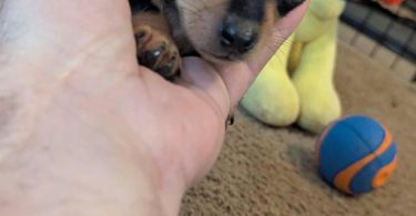 Male teacup Chihuahua applehead