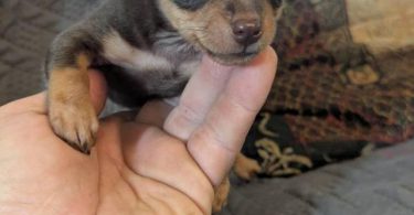 Male teacup Chihuahua applehead