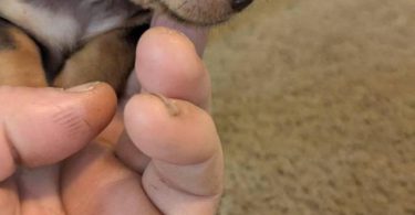 Male teacup Chihuahua applehead