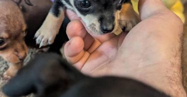Male teacup Chihuahua applehead