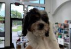 4 Cavapoo boys for sale