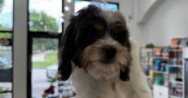 4 Cavapoo boys for sale