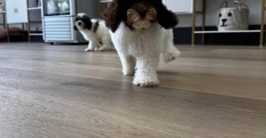 4 Cavapoo boys for sale