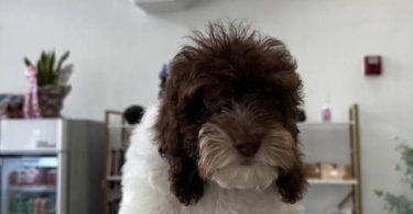 4 Cavapoo boys for sale