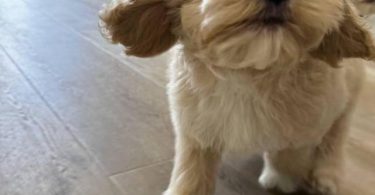 4 Cavapoo boys for sale